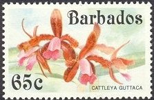Stamp, Cattleya guttata, Barbados,  , Flowers, Orchids, Plants (Flora)