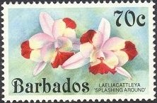 Stamp, Cattleya Splashing Around (syn.Laeliocattleya Splashing Arou, Barbados,  , Flowers, Orchids, Plants (Flora)