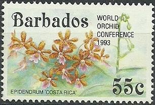 Epidendrum Costa Rica