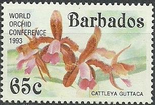 Cattleya guttata