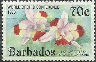 Cattleya Splashing Around (syn.Laeliocattleya Splashing Arou