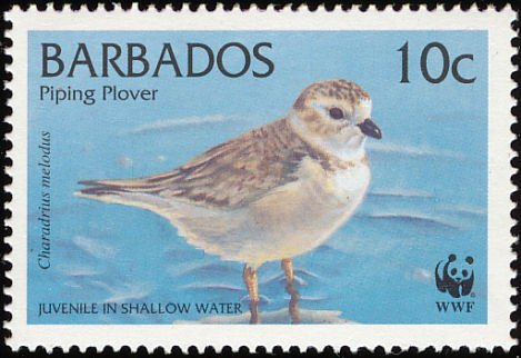 Piping Plover (Charadrius melodus) 