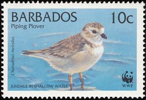 Stamp, Piping Plover (Charadrius melodus) , Barbados,  , Birds, WWF