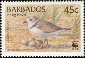 Stamp, Piping Plover (Charadrius melodus) , Barbados,  , Birds, WWF, Eggs, Animals (Fauna)