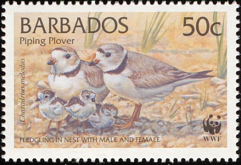 Piping Plover (Charadrius melodus) 