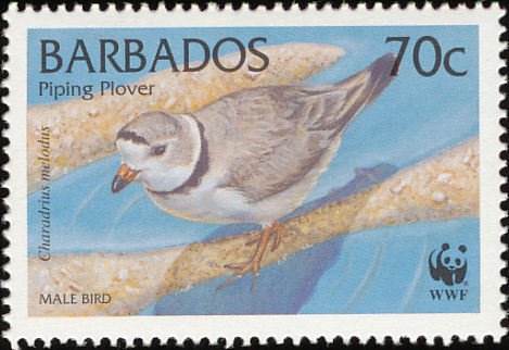 Piping Plover (Charadrius melodus) 