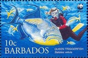 Queen Triggerfish (Balistes vetula)