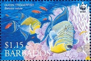 Queen Triggerfish (Balistes vetula)
