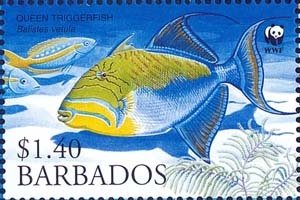 Queen Triggerfish (Balistes vetula)