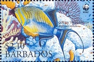 Queen Triggerfish (Balistes vetula)
