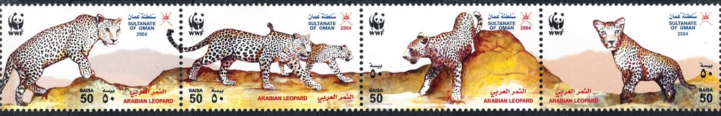 Arabian Leopard (Panthera pardus nimr)