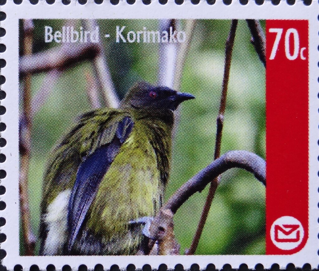 Bellbird (Anthornis melanura)
