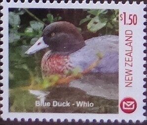 Blue Duck