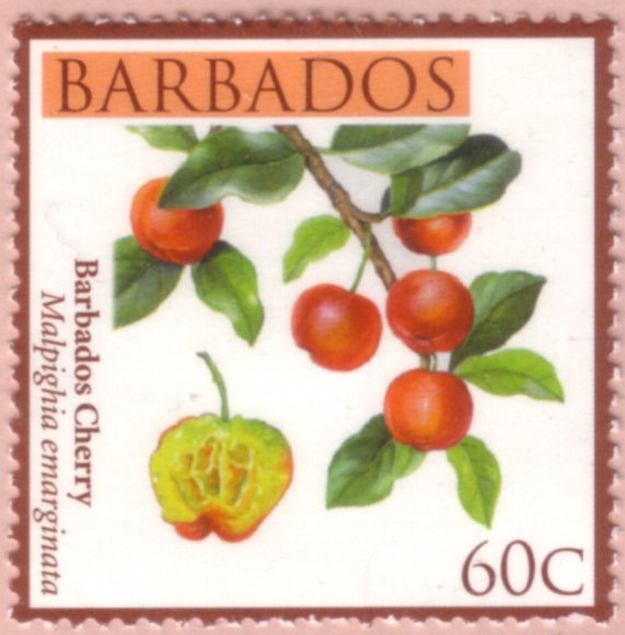 Barbados cherry