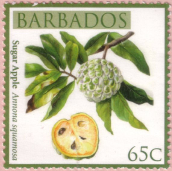 Sugar apple