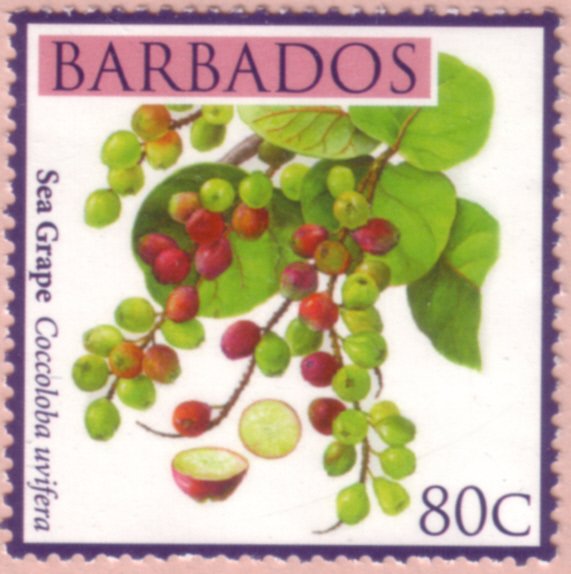 Sea grape