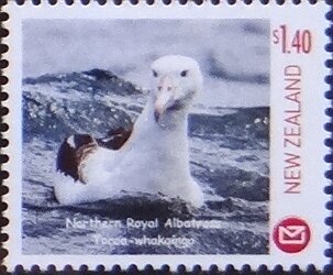 Northern Royal Albatross