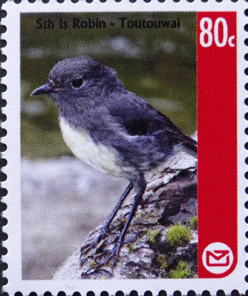 South Island Robin (Petroica australis)