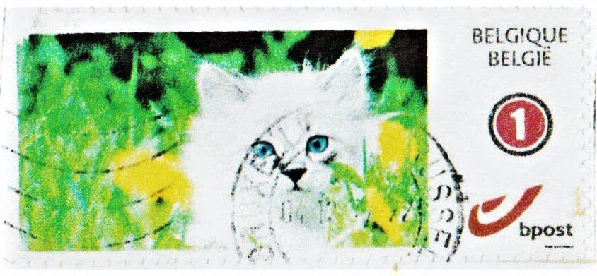 White kitten