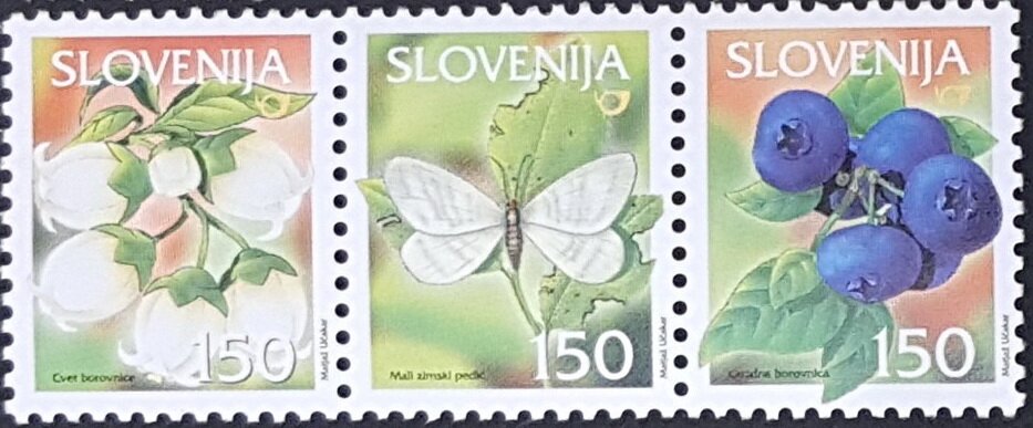 Bilberry Blossoms, Winter Moth, Bilberry
