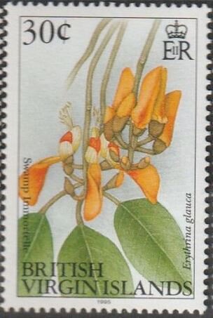 Swamp immortelle (Erythrina glauca)