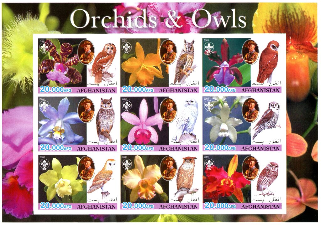 Orchids & Owls