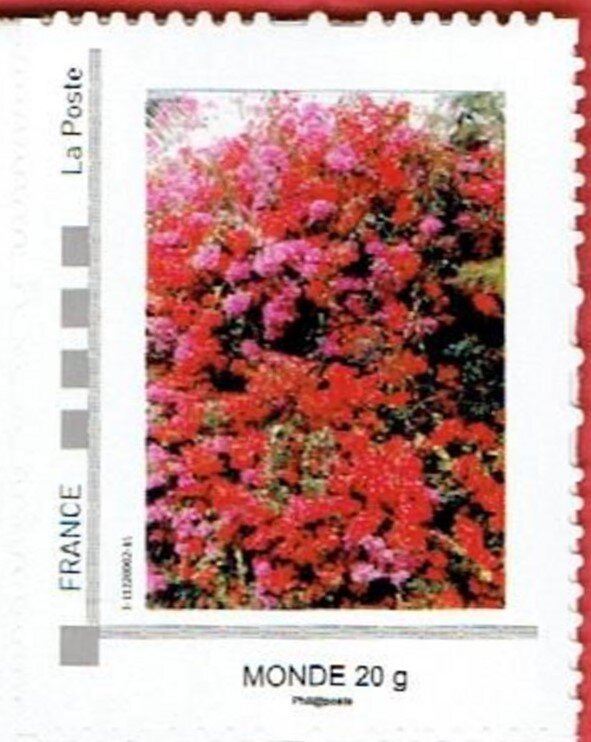 Ivy Geraniums