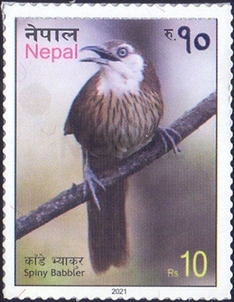 Spiny Babbler (Turdoides nipalensis)
