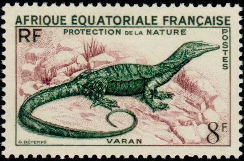 Monitor Lizard (Varanus sp.)