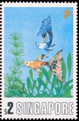 Guppies
