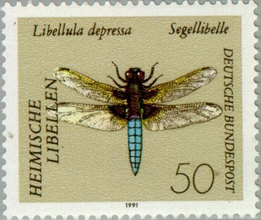 Broad-bodied Chaser (Libellula depressa)