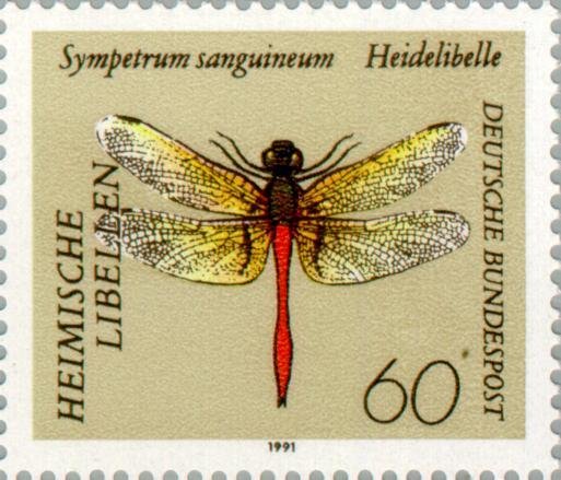 Ruddy Darter (Sympetrum sanguineum)