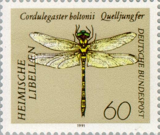 Golden-ringed Dragonfly (Cordulegaster boltonii)