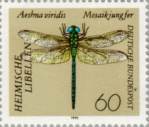 Green Hawker (Aeshna viridis)