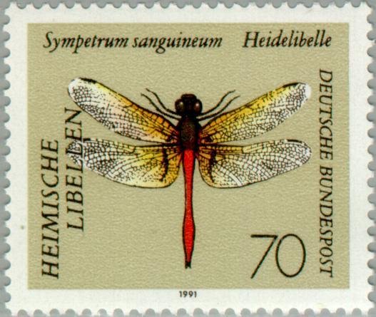 Ruddy Darter (Sympetrum sanguineum)
