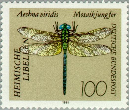 Green Hawker (Aeshna viridis)