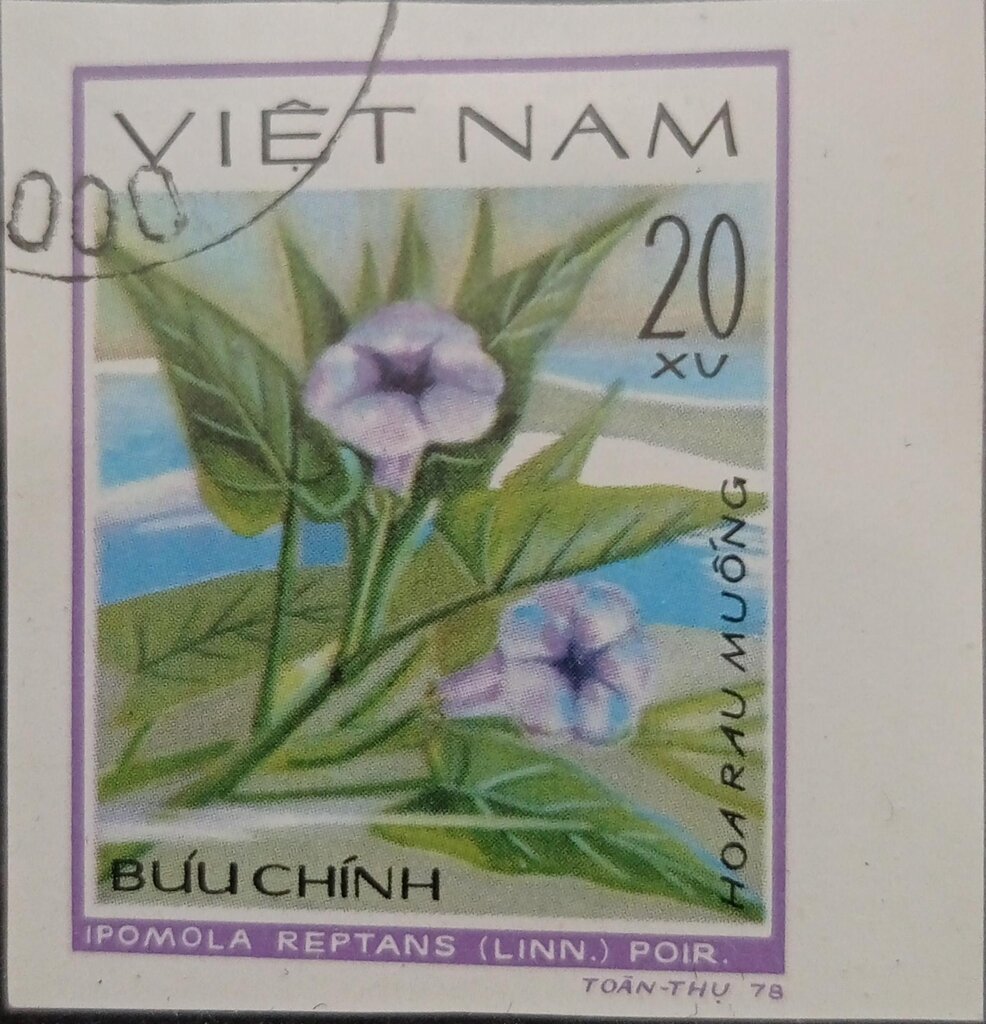 Ipomoea reptans