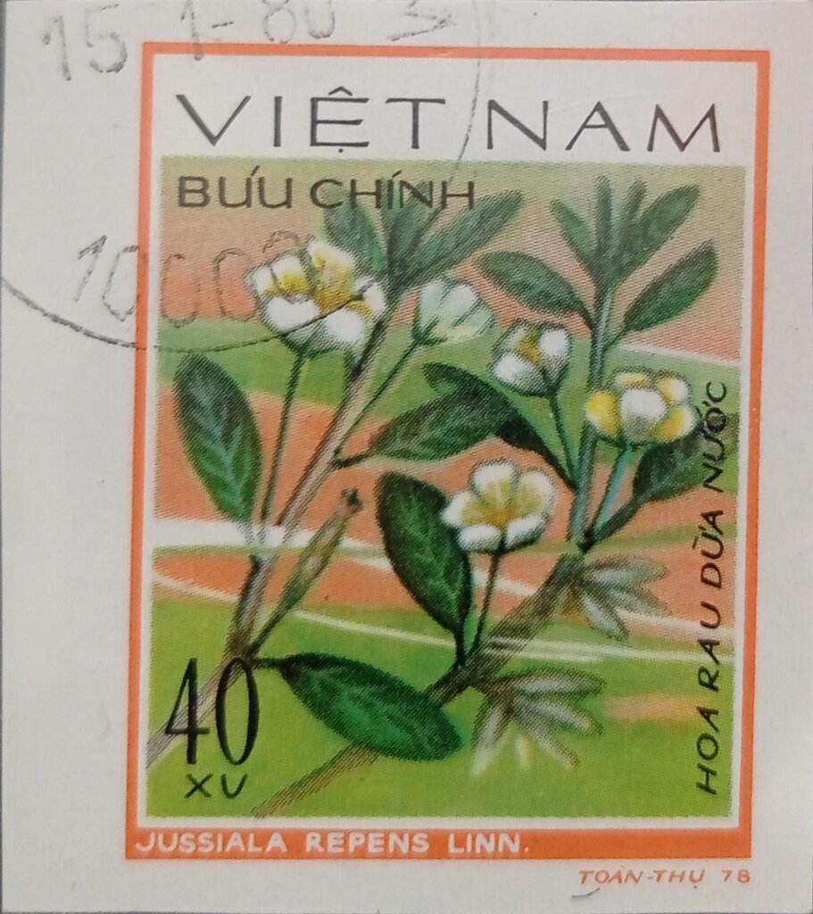 Jussiaea repens