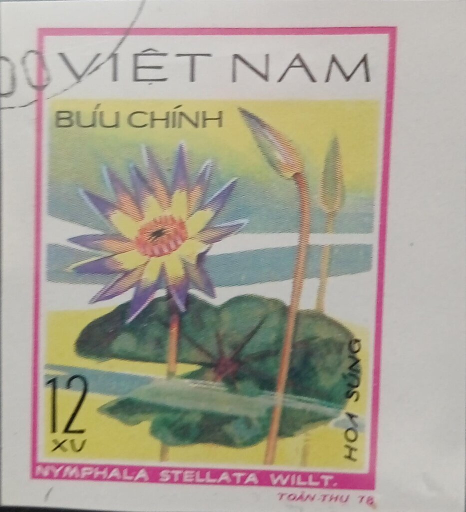 Nymphaea stellata