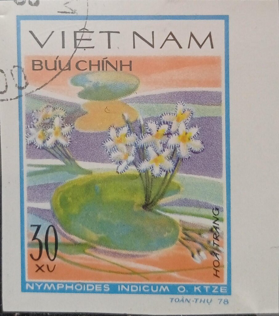 Nymphoides indicum
