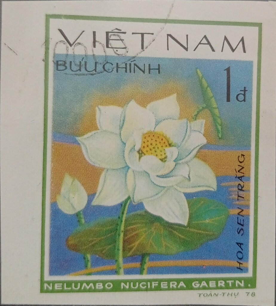 White lotus (Nelumbo nucifera)