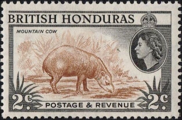 Central American Tapir (Tapirus bairdii)