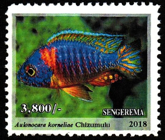 Chizumulu (Aulonocara korneliae)