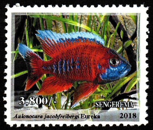 Eureka (Aulonocara jacobfreibergi)