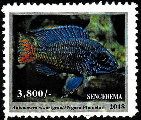 Ngara Flametail (Aulonocara stuartgranti)