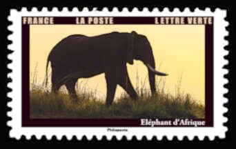 African Elephant (Loxodonta sp)