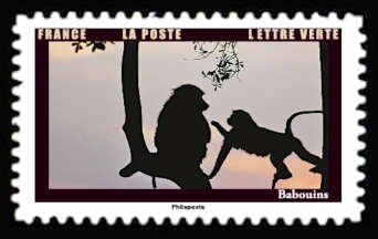 Baboons (Papio sp)