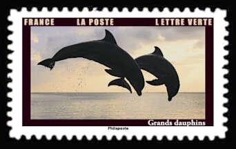 Bottlenose Dolphins (Tursiops sp)
