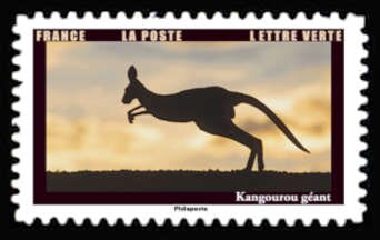 Eastern Grey Kangaroo (Macropus giganteus)