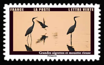 Great Egret (Ardea alba)/Black-Headed Gull (Chroicocephalus